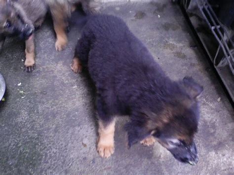 Washington dachshunds, dachshund puppies, mcmillans doxies, washington state oregon dachshund doxies puppies , bend dachshunds, dachshund pedigrees, champion bloodlines, dachshund puppies for sale, dachshund adults for salem dachshunds, longview kelso dachshunds. GSD Puppies For Sale @ 25k (non negotiable) - Pets - Nigeria