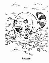 Raccoon Coloring Racoon Adult Printable Sheets Raccoons Getdrawings Template sketch template