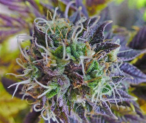 Purple Kush Seeds Strain Review Grow