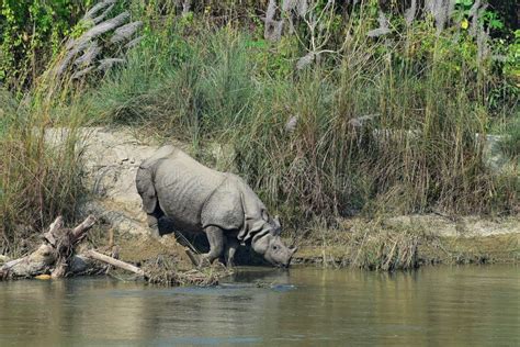 A Greater One Horned Rhinoceros Entering The River At Chitwan National