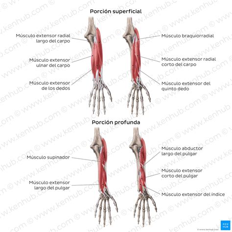 Músculos Del Antebrazo Grupos Inserciones Funciones Kenhub