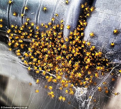 Clusters Of Baby Yellow Spiders Spotted Up And Down The Country Daily