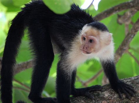 Capuchin Monkey The Smartest Monkey On The Planet