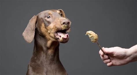Can Dogs Eat Peanut Butter Vondis