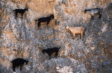 23 Photos That Prove Goats Have Incredible Cliff Climbing