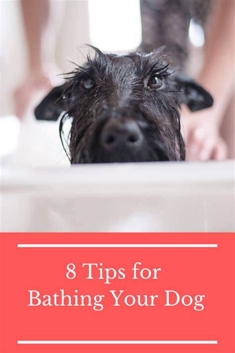 Make sure you fill up the tub without your puppy in it so you don't stress. Can You Bathe Cats With Baby Shampoo - Pet Inspiration