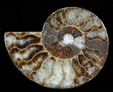 3 Agatized Ammonite Fossil Half For Sale 38781