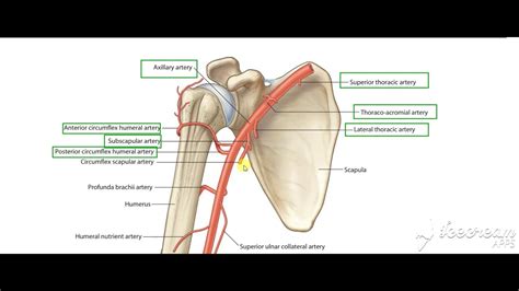 Brachial Artery 2 Youtube
