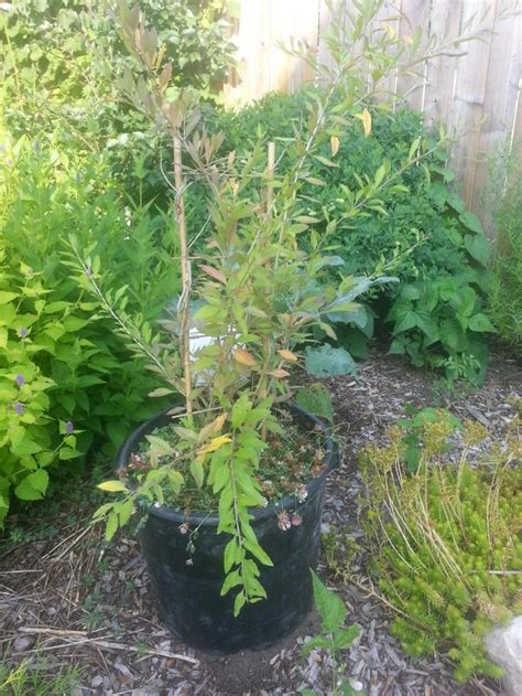 My goji at home is like a bush, i wouldn't call it a climber at all. Goji berry (plants forum at permies)