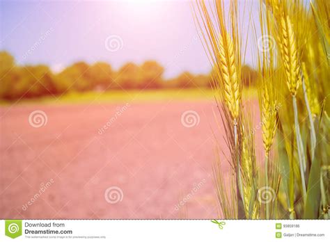 Fresh Green Wheat Field During Summer Day With Nice Golden Warm Sun