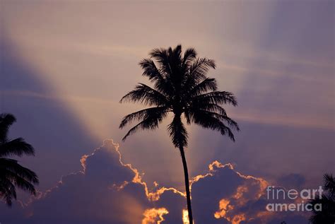 Silhouette Palm Tree Photograph By Ron Dahlquist Printscapes