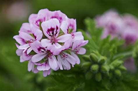 How To Plant And Grow Scented Geraniums Gardeners Path