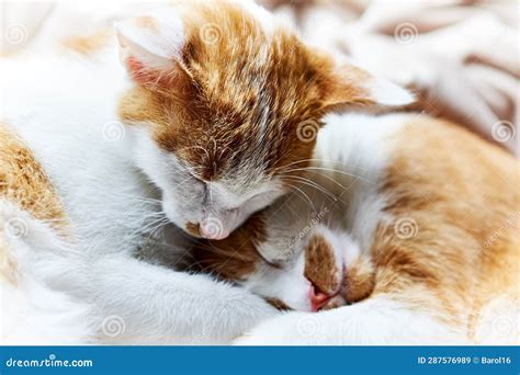 Two Young Tabby Cats Lie Together And Warm Stock Image Image Of
