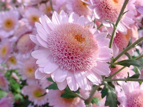 Chrysanthemums Chrysanthemum Flower Petal Pink Daisy Hd