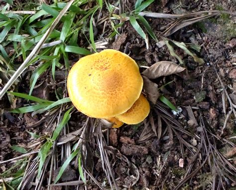 Lindo cogumelo amarelo que encontrei no caminho amar é um elo entre o