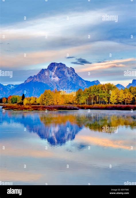 Mt Moran And Fall Colored Aspen Trees At Oxbow Bend On The Snake River