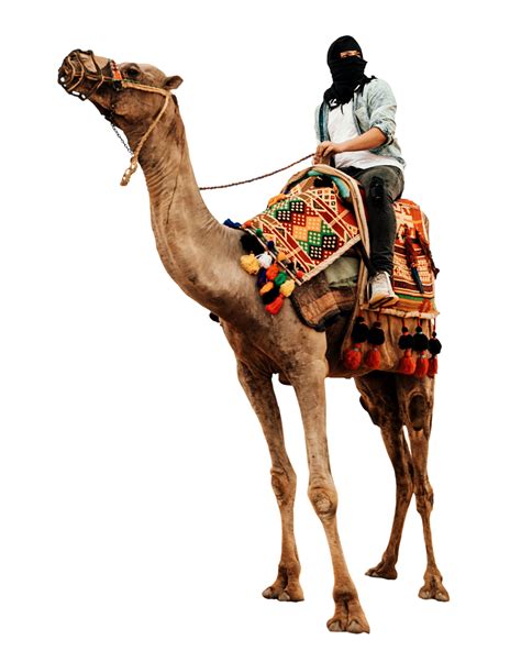 Download Camel Nature Camel Riding Royalty Free Stock Illustration