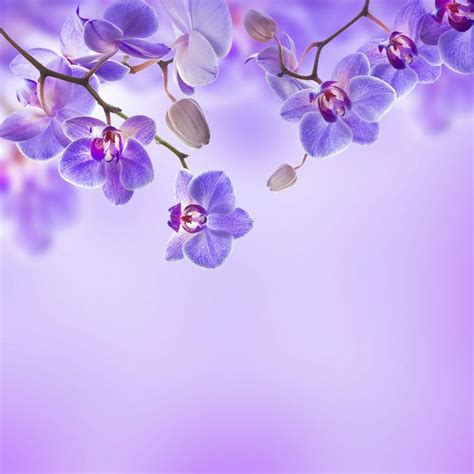 Soft Purple Orchids Zen Wallpaper Orchid Wallpaper Iphone Wallpaper