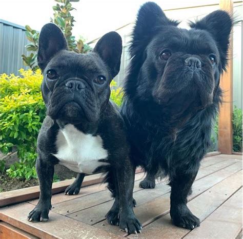 Read all about frenchies on our blog: What Is A Long Haired French Bulldog? Revealed - French ...