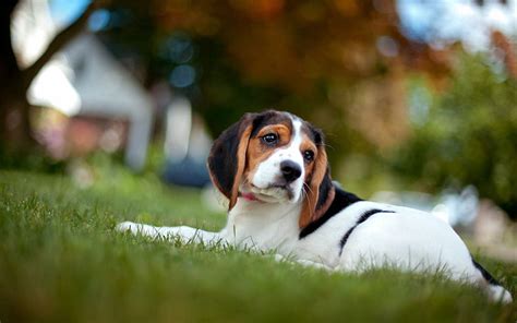 Animals Grass Muzzle Puppy Beagle Hd Wallpaper Pxfuel