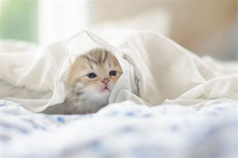 Tabby Kitten Playing Under White Blanket Stock Photo Image Of Soft