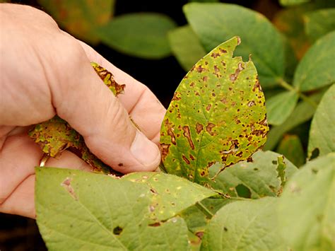 Five Steps To A Successful Plant Disease Sample