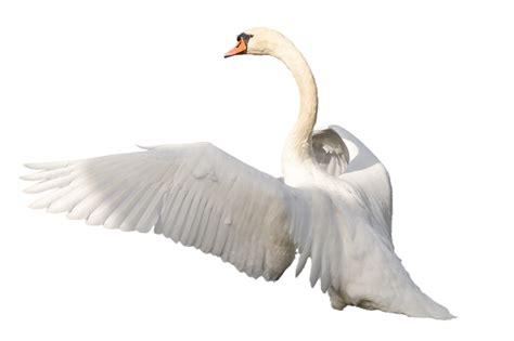 Swan Png Transparent Images Png All