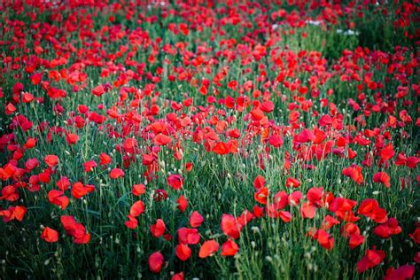 Poppy Poppies Red Free Photo On Pixabay