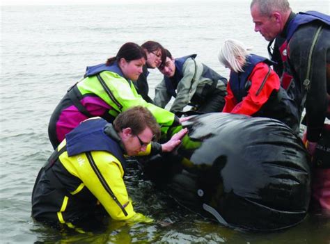 Learn To Rescue Whales Dolphins And Seals By Training As A