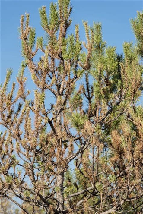 What Causes Pine Trees To Turn Brown