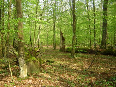 Free Images Wilderness Plant Trail Meadow Moss Dry Spring