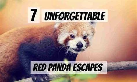 7 Most Unforgettable Red Panda Escapes
