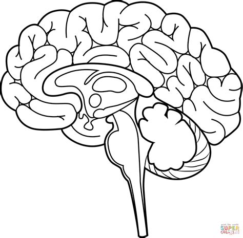 Brain Diagram Unlabeled For Kids
