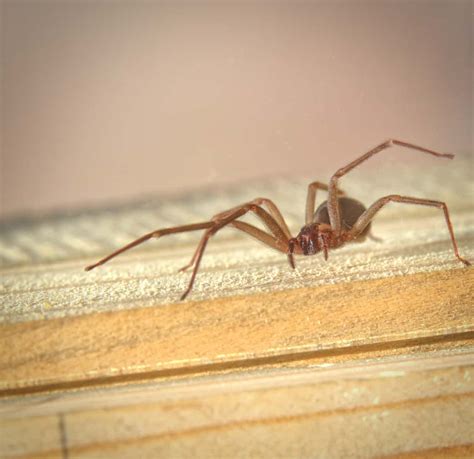 What Happens When Bitten By Brown Recluse In Tennessee Us Pest