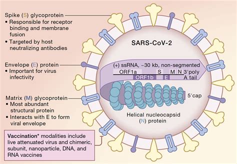 Herpesviruses Hijack Host Exosomes For Viral Pathogenesis Exosome Rna