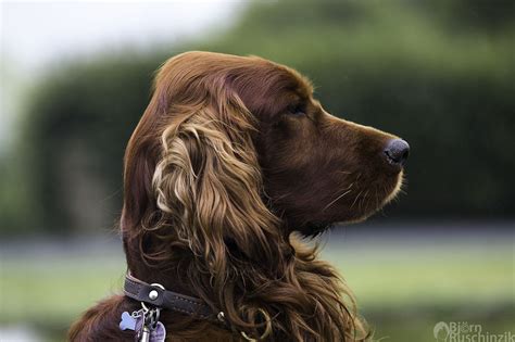 Lack Of Interesst Portrait Of A Beautiful Dog Irish Setter Dogs