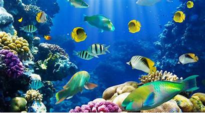 Fish Colorful Wallpapers Exotic Wallpaperget
