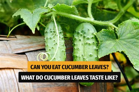 Can You Eat Cucumber Leaves Vegan Pots
