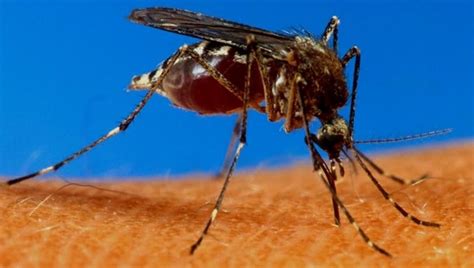 Pm Blocking Mosquito Bites ‘effective Method To Eradicate Malaria