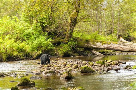 Why You Should Explore Canadas Great Bear Rainforest