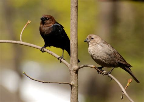 Brown Headed Cowbird M And F Dsc3732 Johnny Flickr