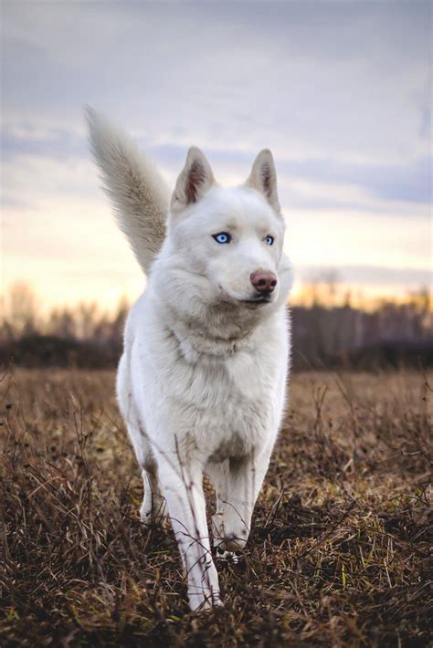 Pin By Jenni On Dogs And Cats Mostly Dogs White Siberian Husky