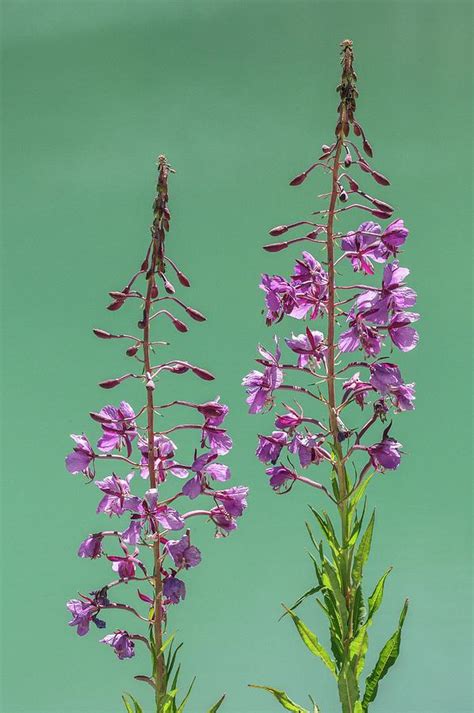 Fireweed Chamerion Angustifolium In Flower Photograph By Bob Gibbons