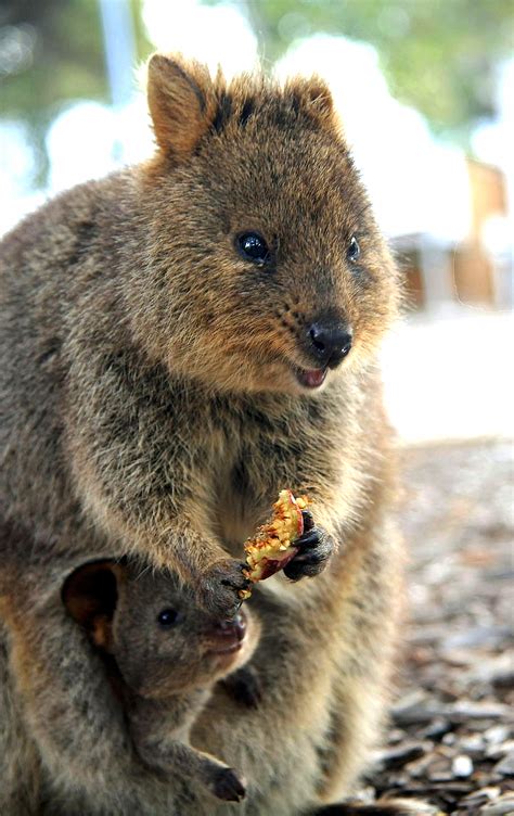 What is the quokkas latin. Baby quokkas will live in the safety of their mother's ...