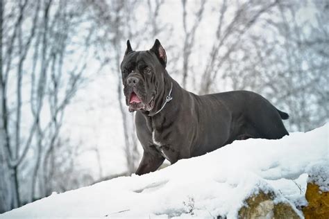 Can Cane Corsos Live Outside Hot And Cold Weather Cane Corso Pets
