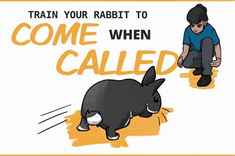 How To Teach Your Rabbit To Come To You Using Two Techniques