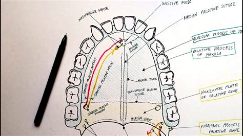 Hard Palate Bones Sutures Foramina Vessels And Nerves Anatomy