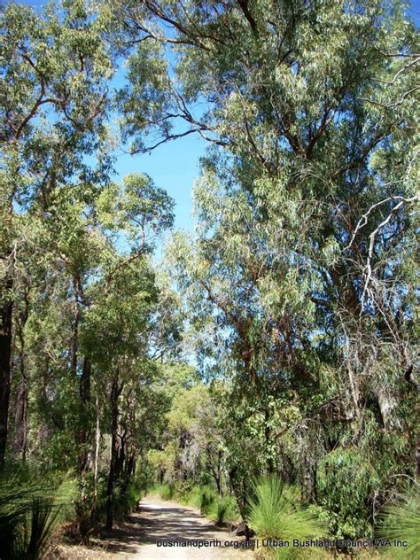 Star Swamp Bushland Reserve Urban Bushland Council Wa