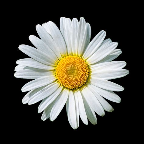 Premium Photo Blooming White Daisy Flower Isolated On Black