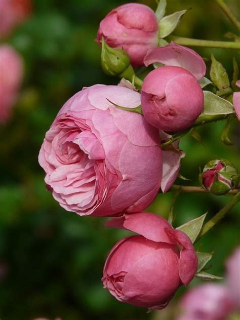 Free Image On Pixabay Rose Pink Rose Flower Rose Bud My Flower